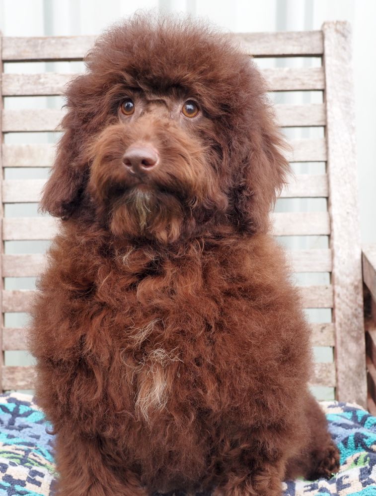 Mini chocolate labradoodle store puppies for sale